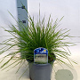 Deschampsia cespitosa GM P9 Chemievrij