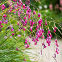 Dierama pulcherrimum GM P9
