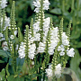 Physostegia virginiana 'Cristal Peak White' GM 2,0L