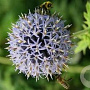 Echinops bannaticus 'Taplow Blue' GM P9 Chemievrij