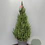Picea gl. 'Conica' 30-40 cm 3,0L
