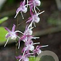 Epimedium grandiflorum GM P9 Chemievrij