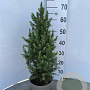 Picea gl. 'Conica' 50-60 cm 5,0L