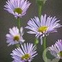 Erigeron karvinsk. 'Lavender Lady' GM P9 Chemievrij