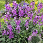 Erysimum 'Bowles' Mauve' GM P9 Chemievrij