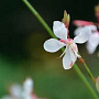 Gaura l. 'Summer Breeze' GM P9 Chemievrij