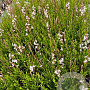 Gaura l. 'Whirling Butterflies' GM 2,0L