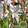 Gaura l. 'White Dove' GM P9 Chemievrij