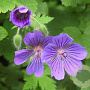 Geranium magnificum GM P9 Chemievrij