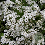 Gypsophila paniculata GM P9 Chemievrij