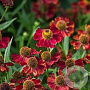 Helenium 'Rubinzwerg' GM P9 Chemievrij