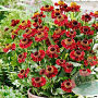 Helenium 'Ruby Tuesday' GM P9 Chemievrij
