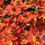 Helenium 'Salsa' GM P9 Chemievrij