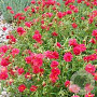 Helianthemum 'Cerise Queen' GM P9 Chemievrij