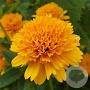 Heliopsis h. 'Asahi' GM P9 Chemievrij