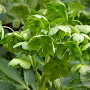 Helleborus argutif. 'Green Dwarf' GM P9
