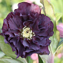 Helleborus o. 'D. Ellen Purple' GM P9