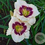 Hemerocallis 'Blueberry Candy' GM P9