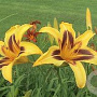 Hemerocallis 'Bonanza' GM P9 Chemievrij