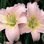 Hemerocallis 'Catherine Woodbury' GM P9 Chemievrij