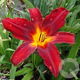 Hemerocallis 'Crimson Pirate' GM P9 Chemievrij