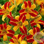 Hemerocallis 'Frans Hals' GM P9 Chemievrij