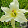 Hemerocallis 'Iron Gate Glacier' GM P9 Chemievrij