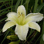 Hemerocallis 'Light the Way' GM P9 Chemievrij