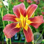 Hemerocallis 'Purple Waters' GM P9 Chemievrij