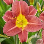 Hemerocallis 'Scarlet Breeze' GM P9