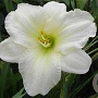 Hemerocallis 'White Lemonade' GM P9
