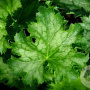 Heuchera 'Apple Crisp' GM P9 Chemievrij