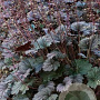 Heuchera Frosted Violet GM P9 Chemievrij