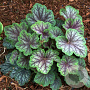 Heuchera 'Green Spice' GM P9 Chemievrij