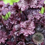 Heuchera 'Melting Fire' GM P9 Chemievrij