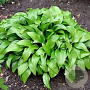 Hosta clausa normalis GM P9 Chemievrij