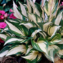 Hosta 'Fire and Ice' GM P9 Chemievrij