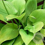 Hosta 'Sum and Substance' GM P9 Chemievrij