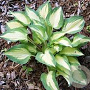 Hosta 'Xanadu' GM P9 Chemievrij