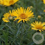 Inula ensifolia GM P9 Chemievrij