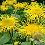 Inula helenium GM P9