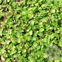 Leptinella dioica 'Minima' GM P9 Chemievrij