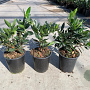 Prunus l. 'Otto Luyken' 25-30 cm 3,5L