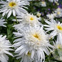 Leucanthemum (S) 'Wirral Supreme' GM P9 Chemievrij