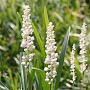 Liriope muscari 'Monroe White' GM P9 Chemievrij
