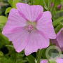 Malva moschata 'Rosea' GM P9 Chemievrij