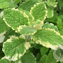 Mentha rot. 'Variegata' GM P9 Chemievrij