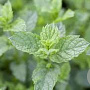 Mentha spicata 'Moroccan' GM P9 Chemievrij