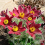 Pulsatilla vulgaris 'Pulsar Red Shades' GM P9
