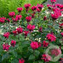 Monarda 'Bee-you Bee-happy' GM P9 Chemievrij